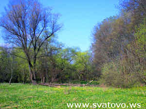 Фото весеннего леса в Сватовском районе, Сватово