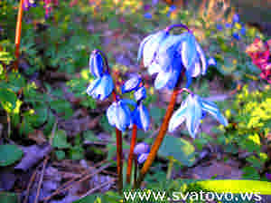 Фото цветы Пролиски в весеннем лесу Сватово