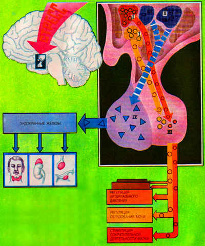 Изображение Гипоталамуса и человеческого мозга