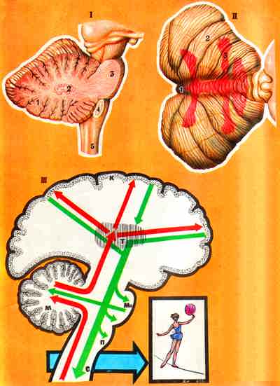 Изображение головного мозга человека и мозжечка