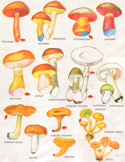 Грибы Съедобные И Ядовитые Как Отличить Фото