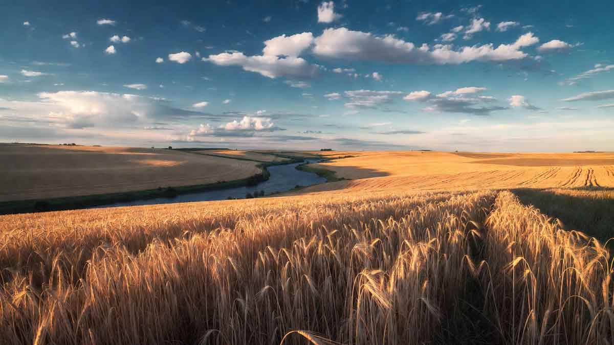 Сватівські степи, пшеничні поля, річка Красна вдалині, сонячний день