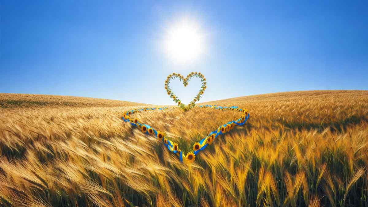 Пшеничне поле під блакитним небом, соняшники, символіка України, яскравий сонячний день