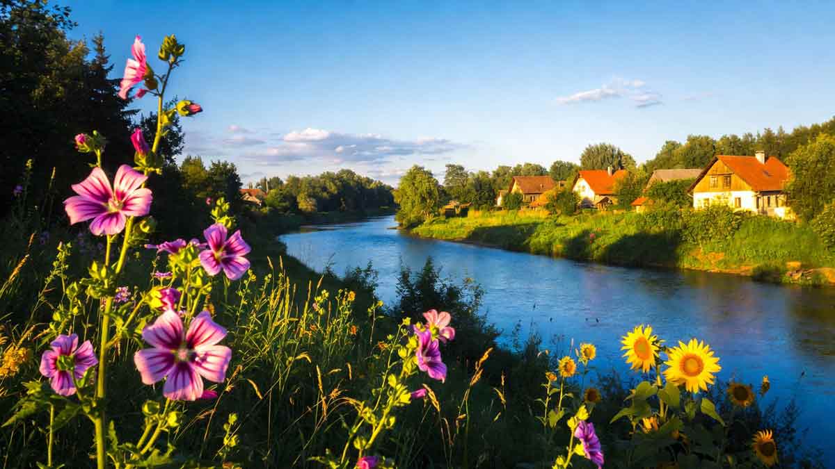 Літнє Сватове, квітучі мальви та соняшники, річка Красна, сонячний день