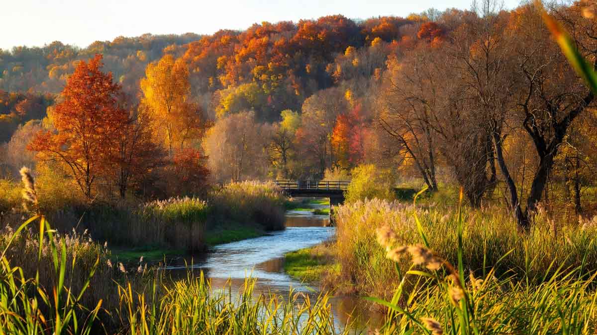 Осінній пейзаж Сватового, річка Красна, місток, багряний ліс