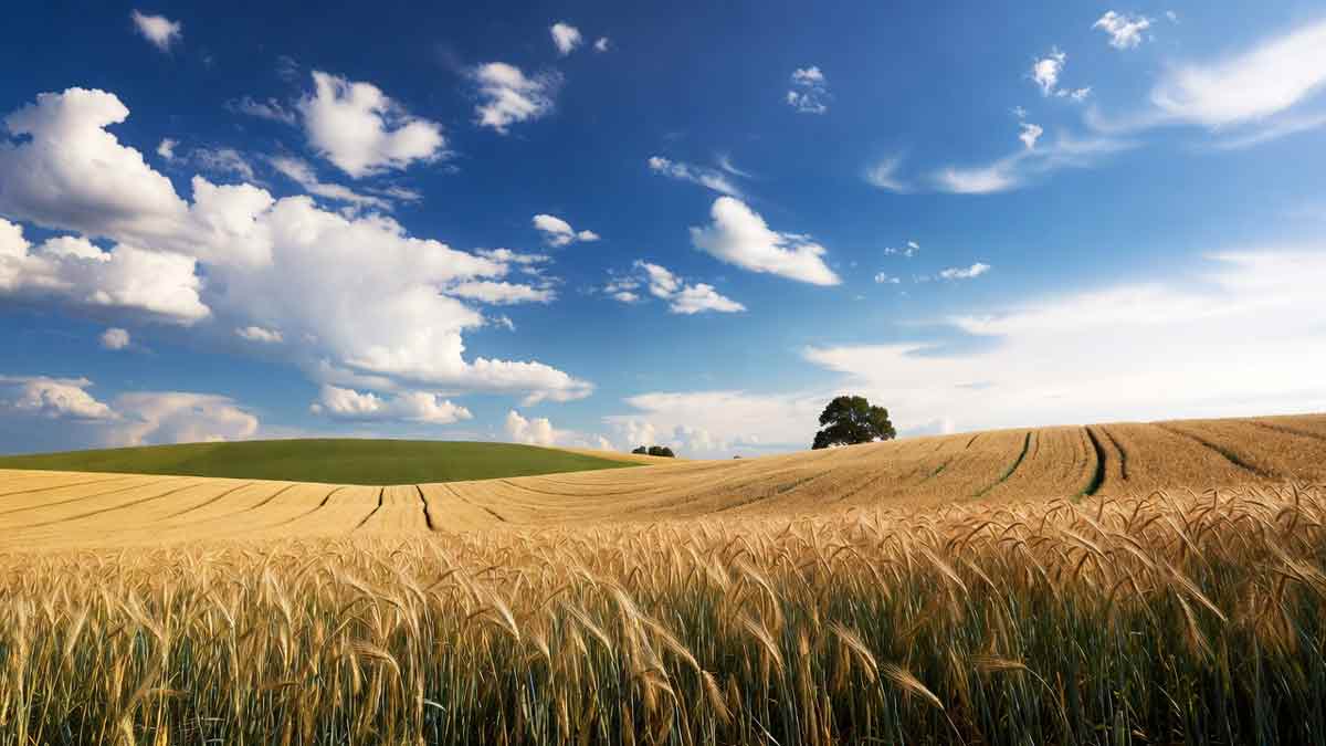 Величний пейзаж України, золоті пшеничні поля під блакитним небом, могутній дуб на пагорбі