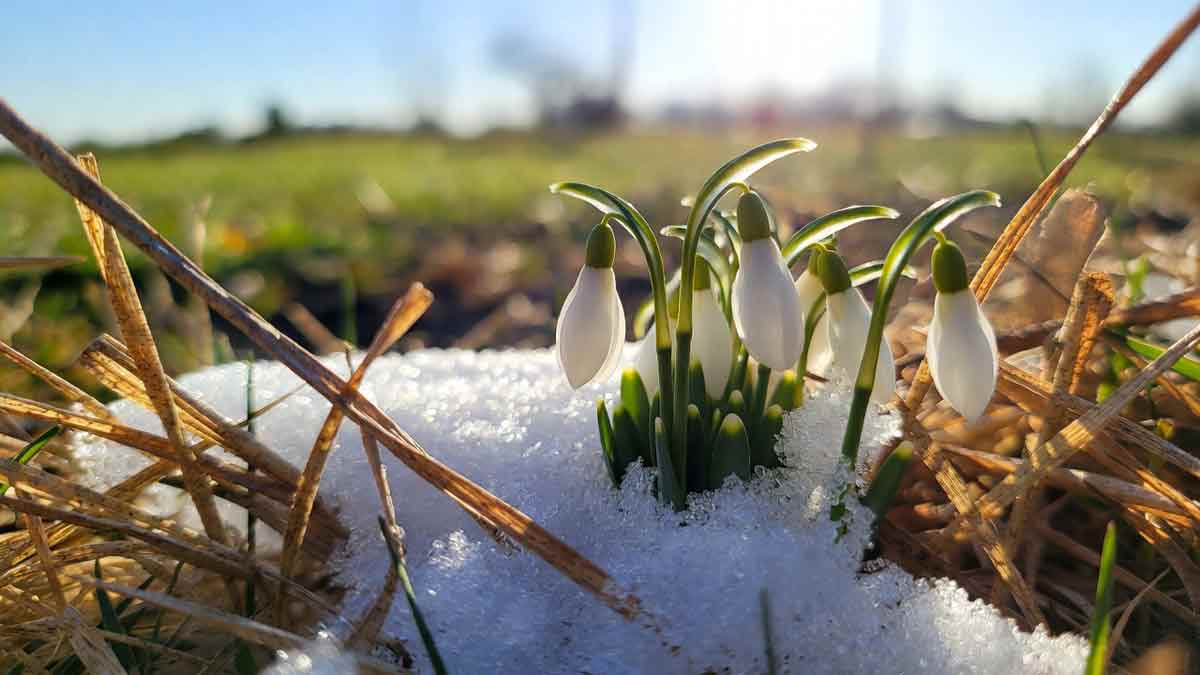 Білі проліски пробиваються крізь сніг, яскраве весняне сонце, зелена трава на фоні
