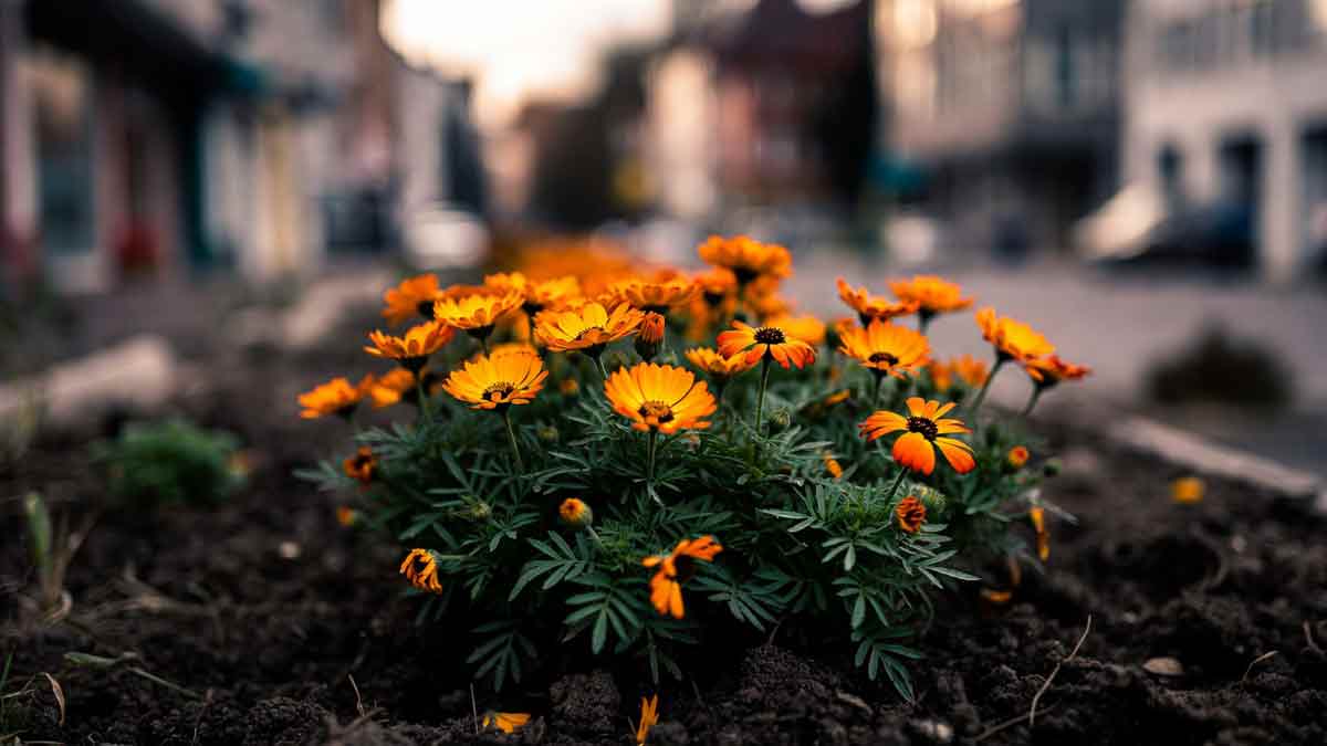 Маленька клумба з чорнобривцями біля будинку, вечірнє світло, на фоні обриси чужого міста