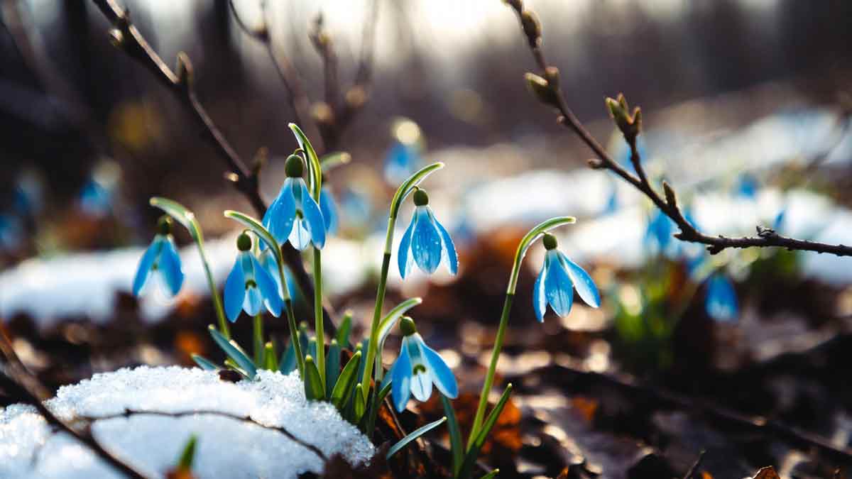 Блакитні проліски у весняному лісі, пробиваються крізь сніг, сонячне світло