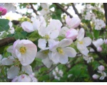 Цветы яблони (3)