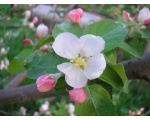 Цветок яблони (9)