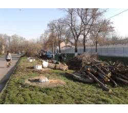 Видалення старих дерев по вул. Грушевського