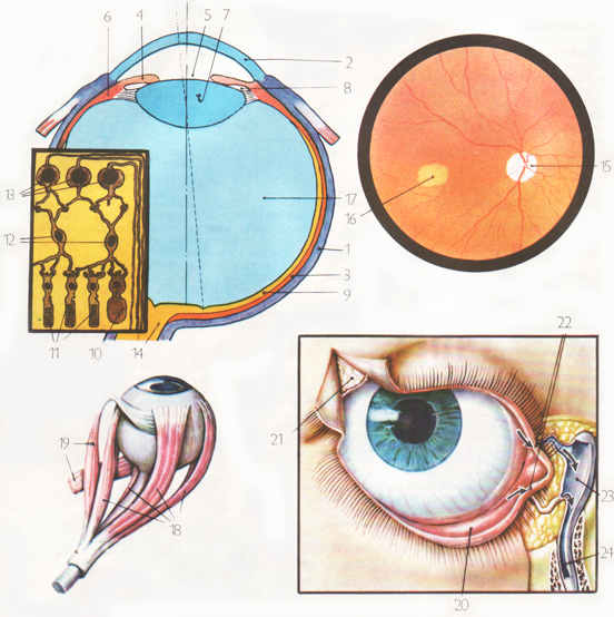 Строение глаза глазное яблоко. Строение глаза конъюнктивальный мешок. Экватор глаза анатомия. Глазное яблоко анатомия.