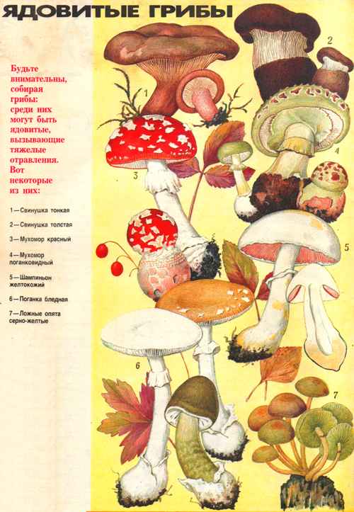 Изображение ядовитых грибов