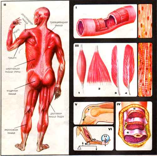 Изображение мышц человека