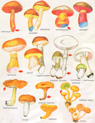 Съедобные и ядовитые грибы