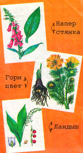 Изображение Наперстянки, Горицвета и ландыша