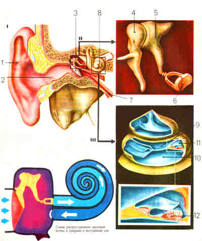 Схематическое изображение человеческого слухового апарата
