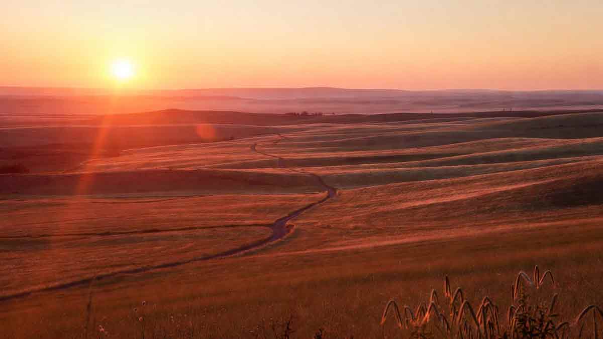 Захід сонця над степами Луганщини, дорога в далечінь, золота пшениця і червоне небо