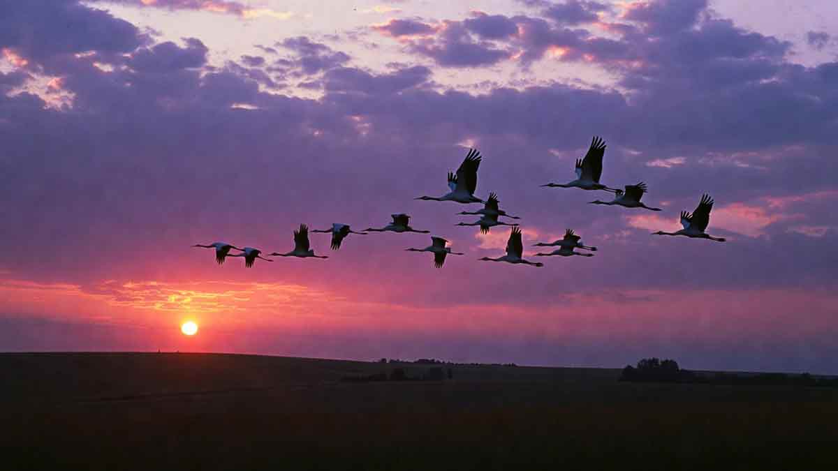Клин журавлів у небі, захід сонця в стилі 80-х, Райгородський степ внизу, фіолетово-рожева гама