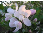 Цветок яблони (4)