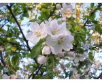 Цветущие яблони (5)